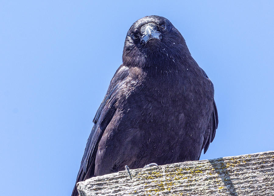 Crow Photograph by Timothy Anable