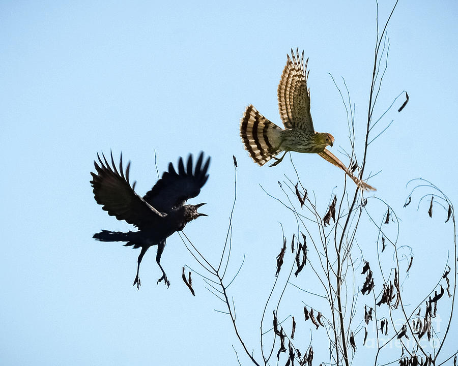 Crow Vs Hawk Photograph By Amy Porter - Pixels