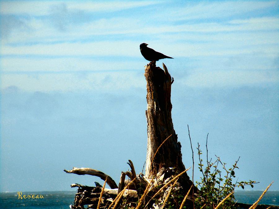 Crow Watch Photograph by A L Sadie Reneau