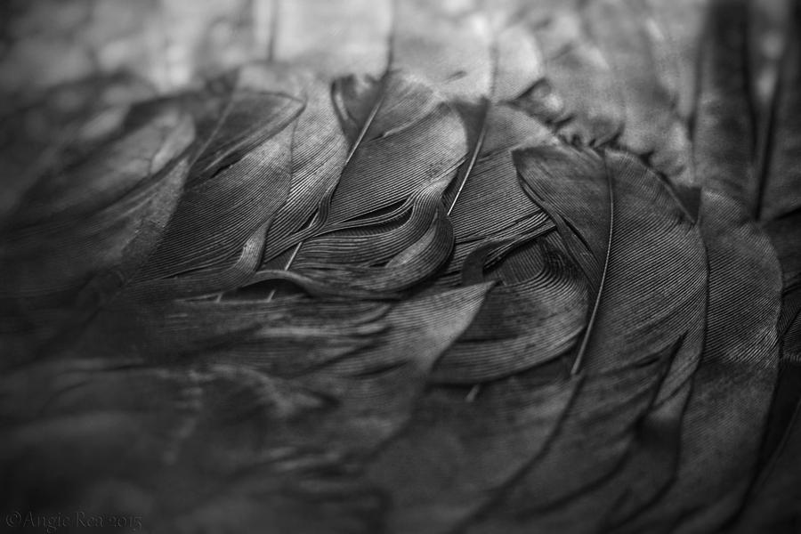 Crow Wing Black and White Photograph by Angie Rea