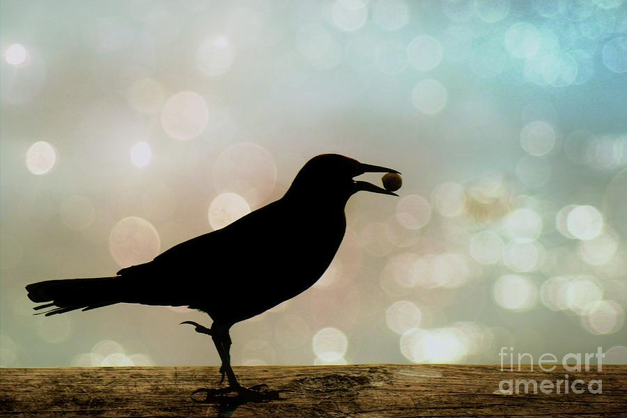 Crow with Pistachio Photograph by Benanne Stiens