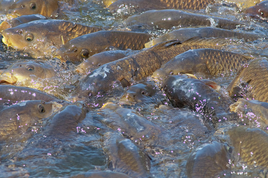 Crowded Photograph by Craig Hosterman - Fine Art America