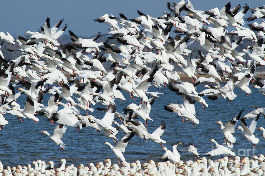Crowded Geese Photograph by Karen Jorstad