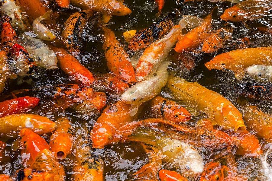 Crowded Koi Pond Photograph by Leigh Anne Meeks