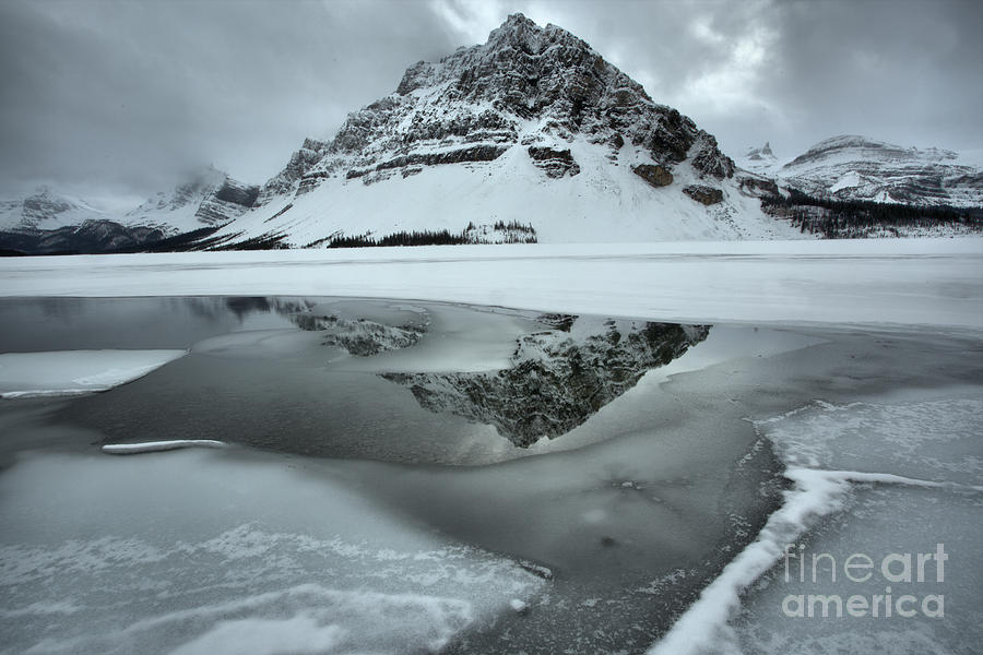 Crowfoot Reflecting In The Icy Waters Photograph by Adam Jewell