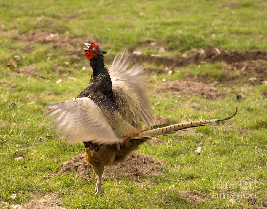 Crowing Pheasant Photograph by Ang El