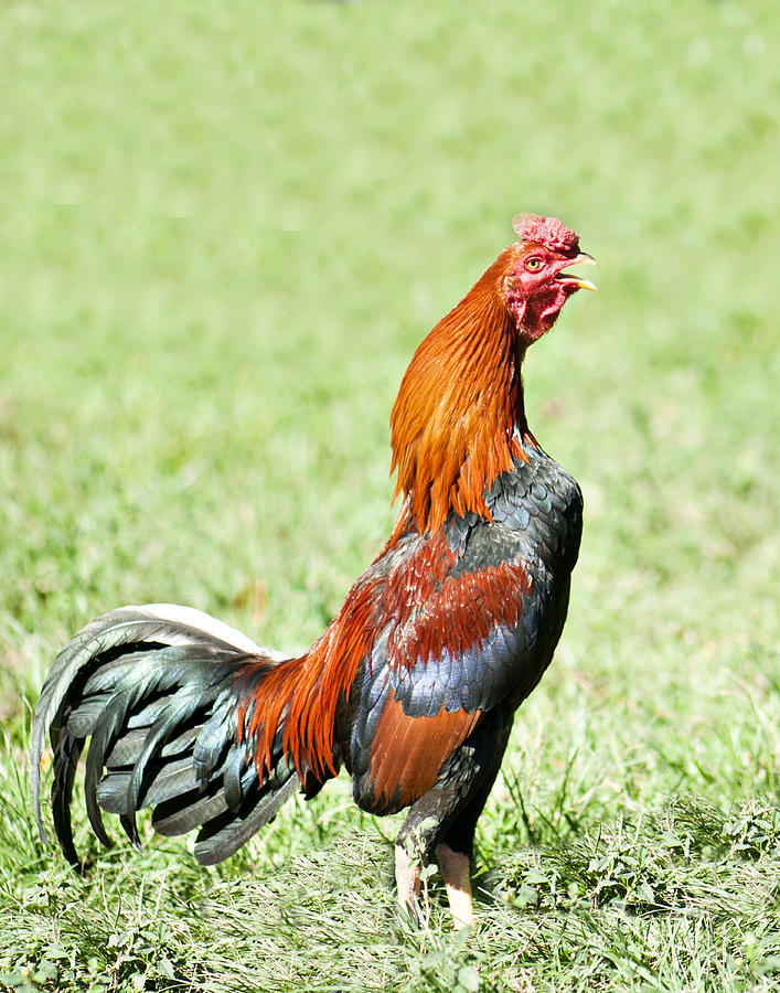 Crowing Rooster Photograph by Bill Perry