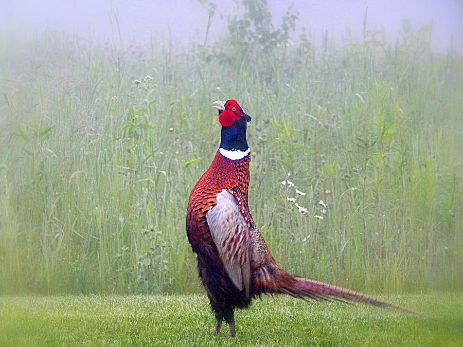 Karen Cook Photograph - Crowing With Delight by Karen Cook Karen Cook Photograph - Crowing With Delight by Karen Cook