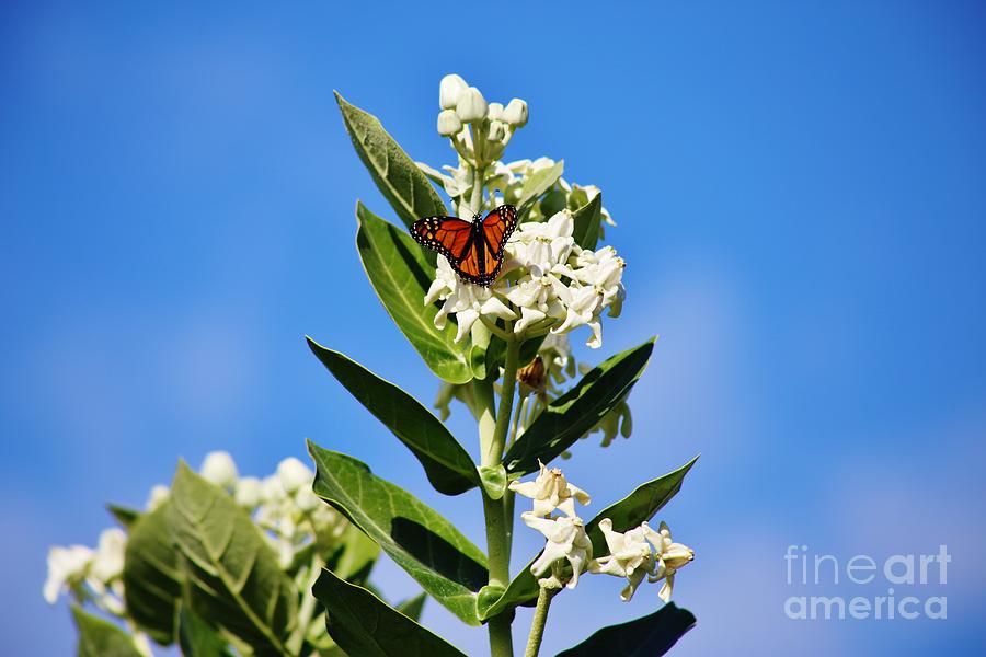 Monarch Butterfly Photograph - Crown Flower Love by Craig Wood