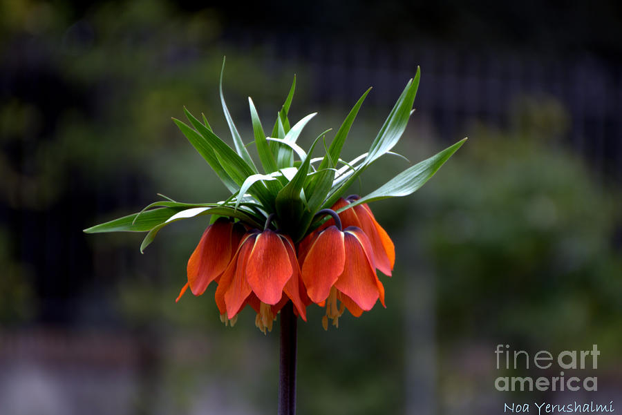 Flower Photograph - Crown Imperial Lily Flower by Noa Yerushalmi