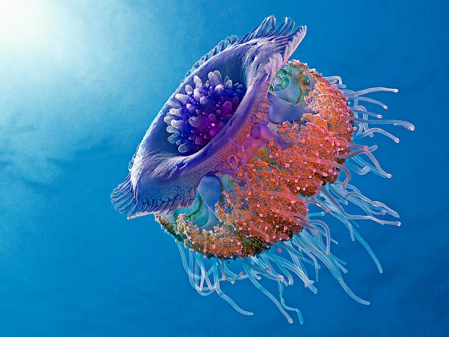 Wildlife Photograph - Crown Jellyfish by Henry Jager