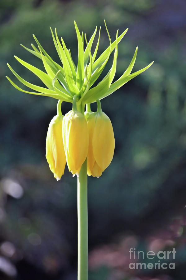 Crown Lily Photograph