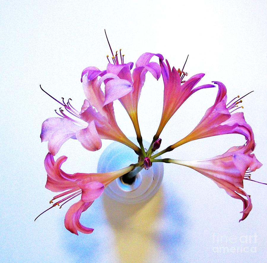 Flower Photograph - Crown Of Lillies by Marsha Heiken