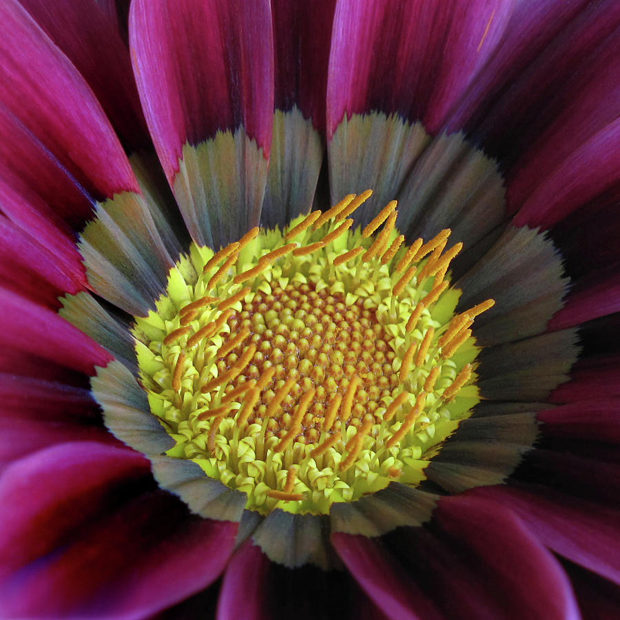 Crown of Pollen Photograph by David and Carol Kelly