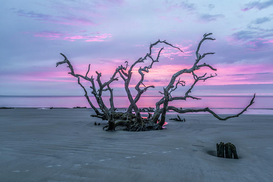 Crown of Thorns Photograph by Jon Glaser