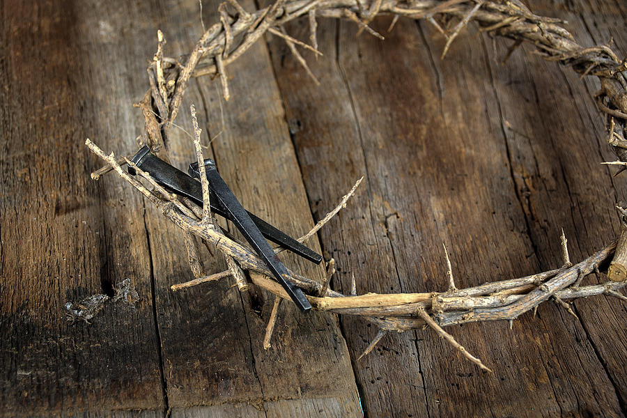 Crown of Thorns Photograph by Maria Dryfhout - Fine Art America