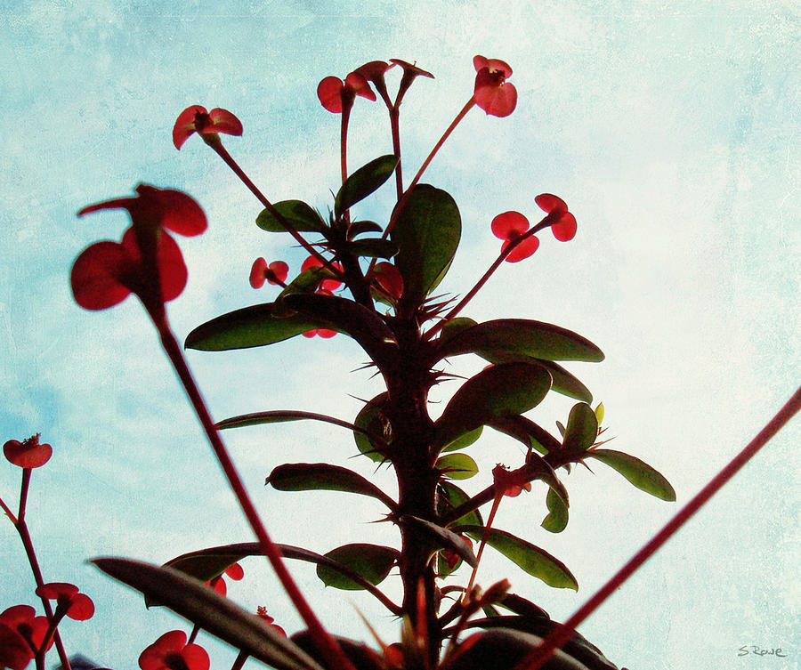 Crown of Thorns Photograph by Shawna Rowe