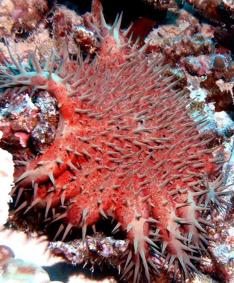 Crown of Thorns Starfish Photograph by Amy McDaniel