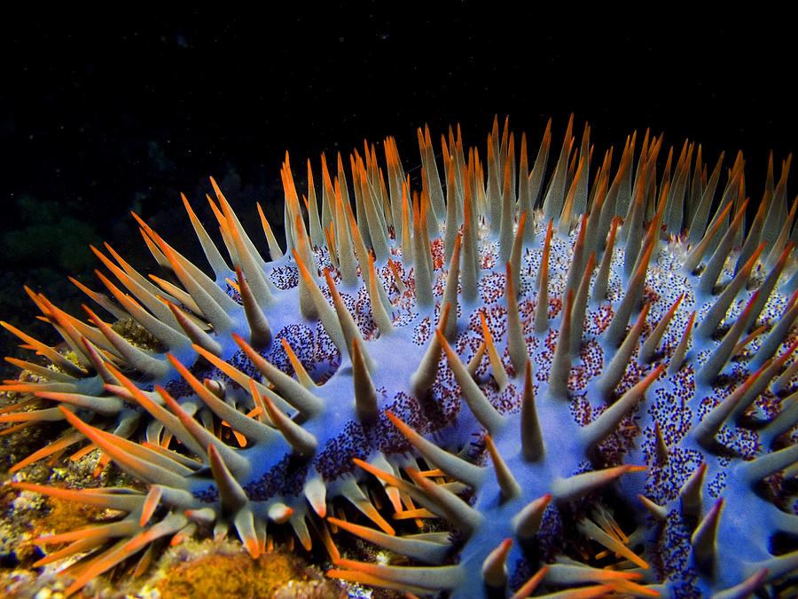 Crown-of-Thorns Starfish Photograph by Gary Hughes