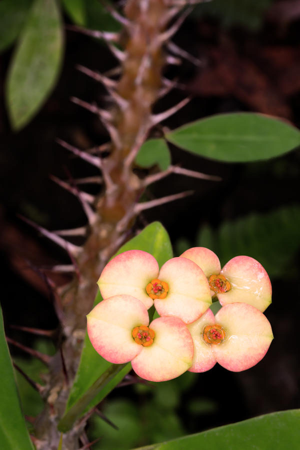 Crown of Thorns Photograph by Susan Rissi Tregoning