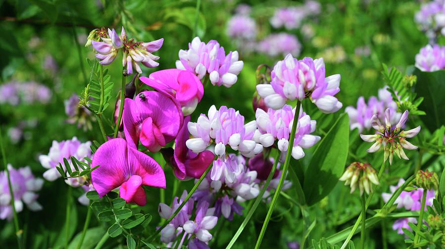 Crown Vetch And Sweet Peas  Photograph by Lyle Crump
