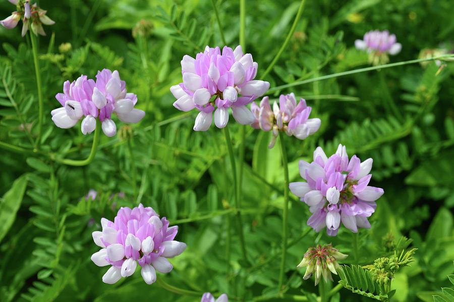 Crown Vetch Cluster  Photograph by Lyle Crump