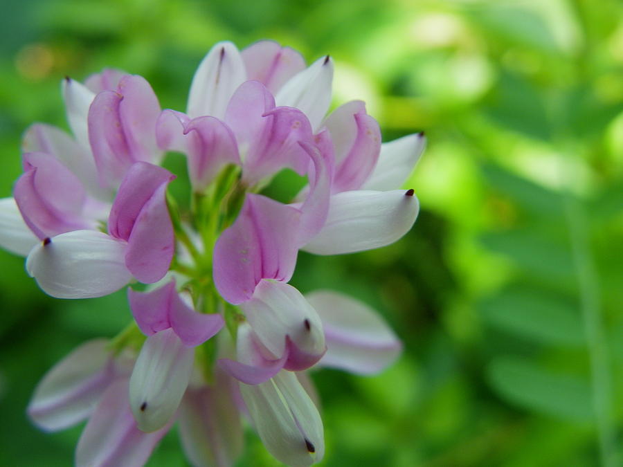 Crown Vetch Photograph by Peggy King