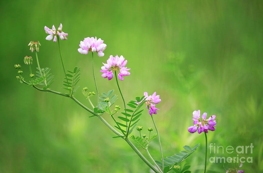 Crown Vetch Wildflower Photograph by Charline Xia
