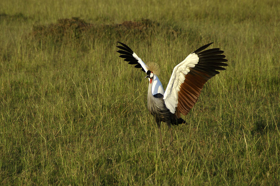 Bird Photograph - Crowned Crane Display by Michele Burgess
