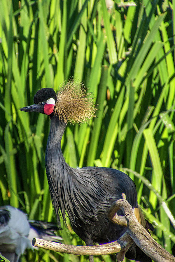 Crowned Crane Photograph by Donald Pash