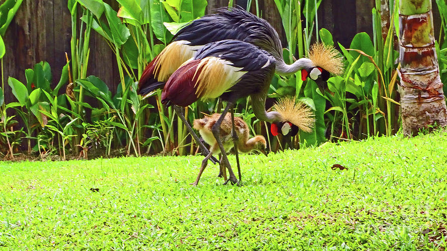 Crowned Crane Family Photograph by Eunice Warfel