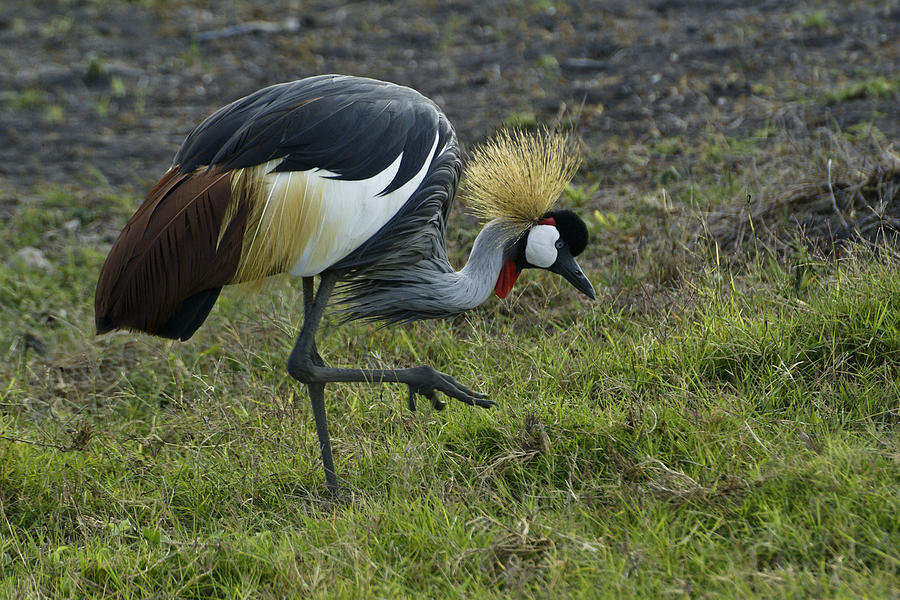 Crowned Crane Photograph by Michele Burgess