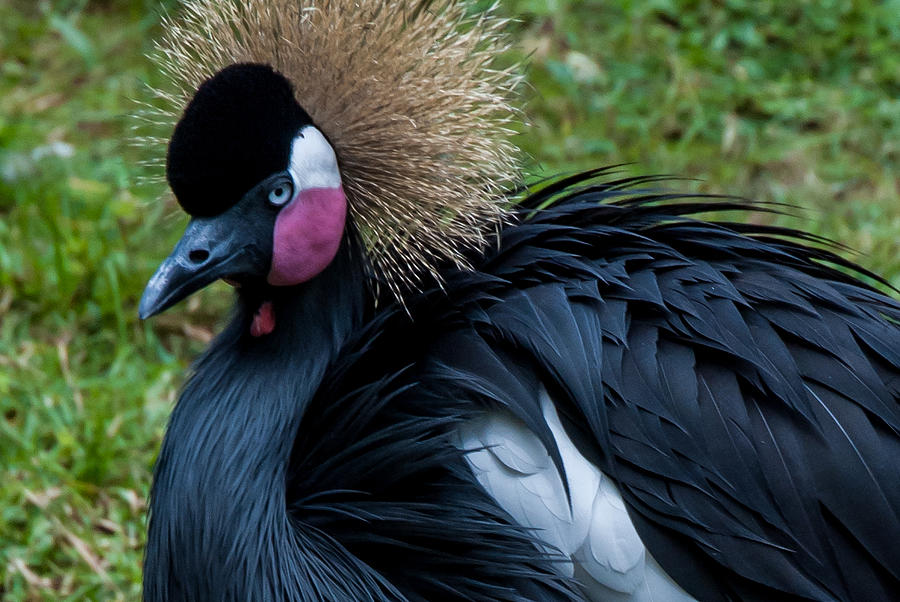 Crowned Crane Photograph by Pamela Williams