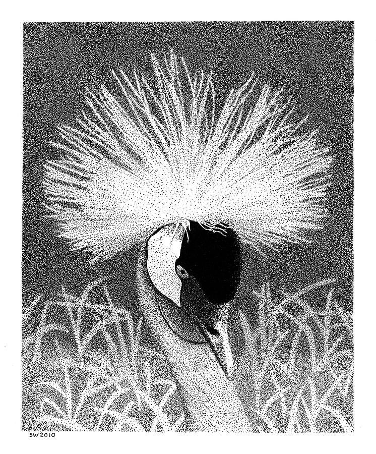 Crowned Crane Drawing by Scott Woyak
