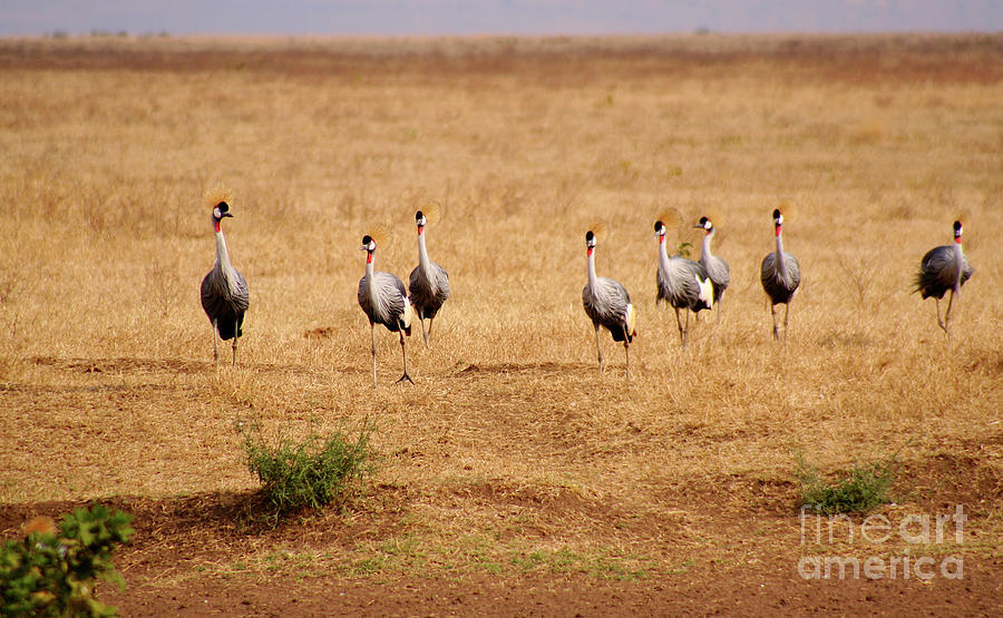 Crowned Cranes in Ngorongoro Crater Photograph by Bruce Block