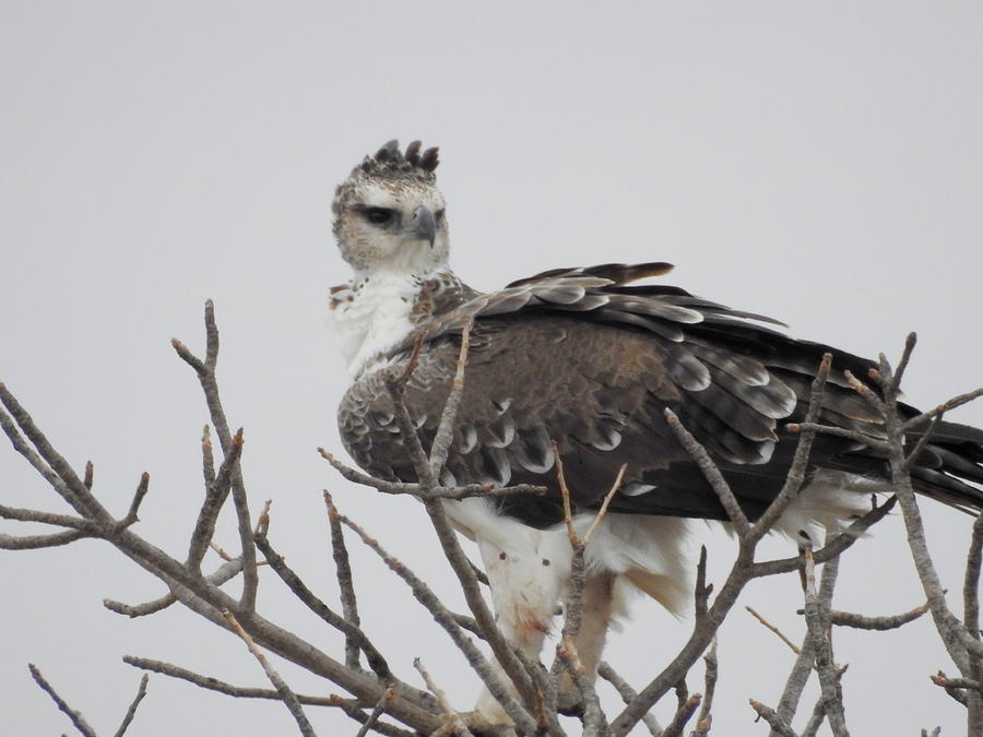 Crowned Eagle Photograph by Betty-Anne McDonald