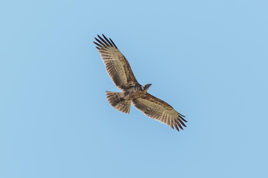 Crowned Eagle Flying Overhead With Wings Spread Photograph By Ndp Pixels