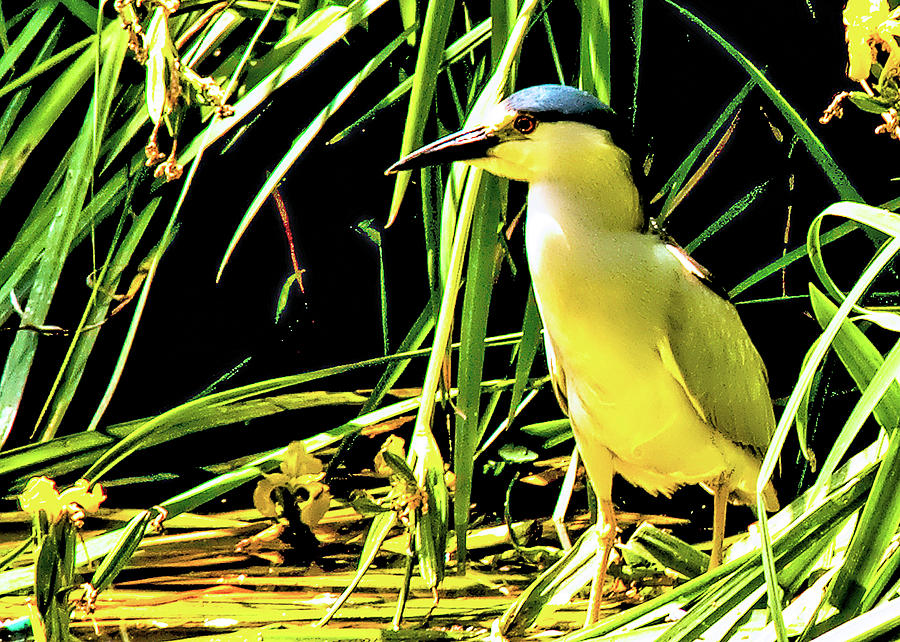 Crowned Night Heron Photograph by Joseph Hollingsworth