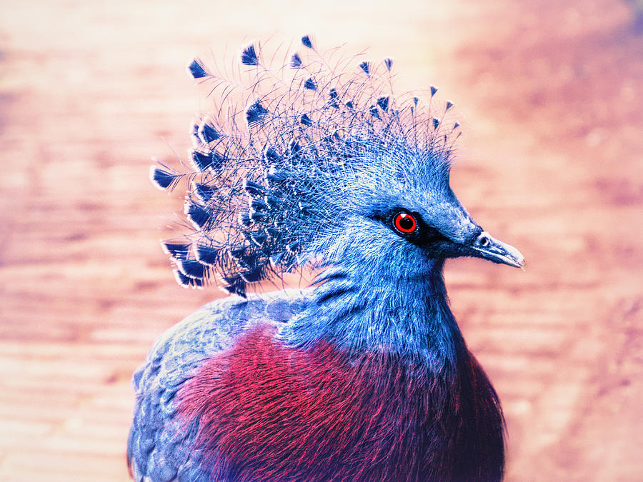 Crowned pigeon Photograph by Jaroslav Buna