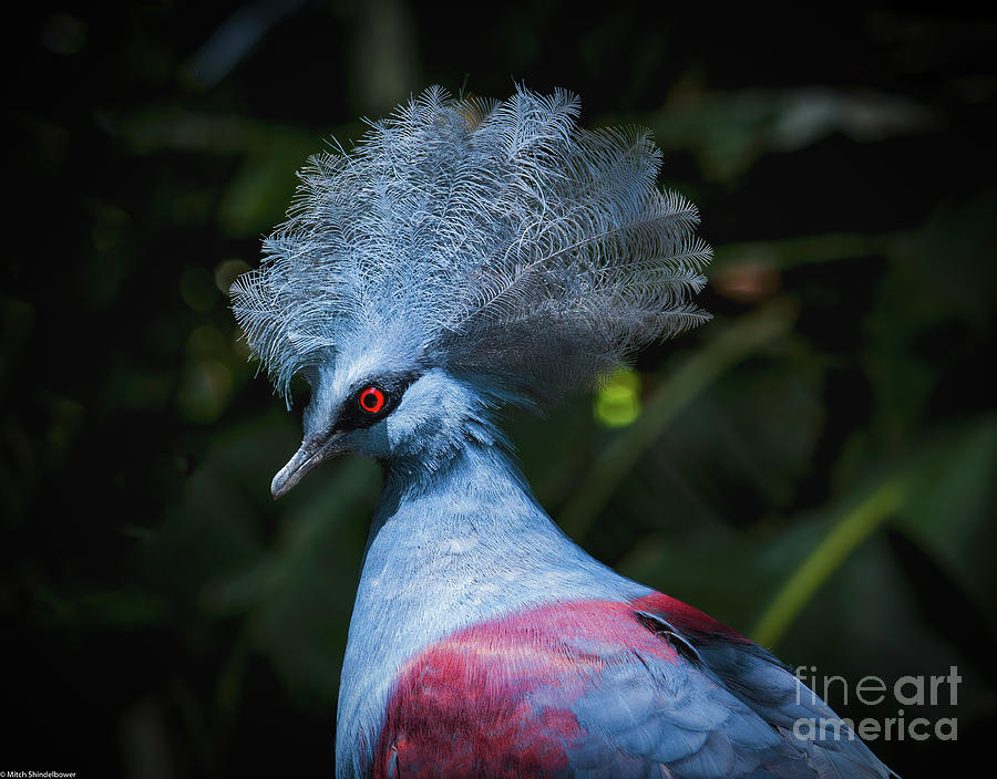 Crowned Pigeon Photograph by Mitch Shindelbower