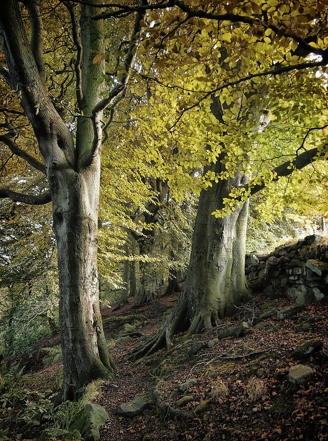 Nature Photograph - Crownest Woods - Trees near the Wall - October by Philip Openshaw