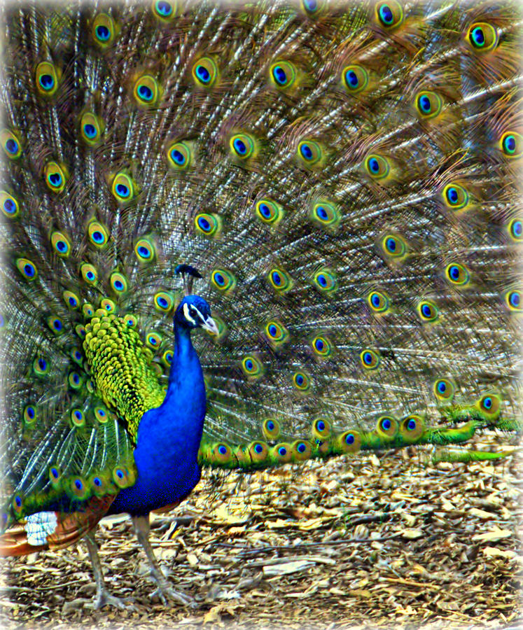 Crowning Glory Photograph by Catherine Melvin - Fine Art America