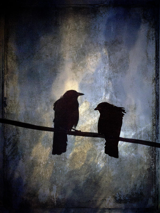 Crow Photograph - Crows and Sky by Carol Leigh