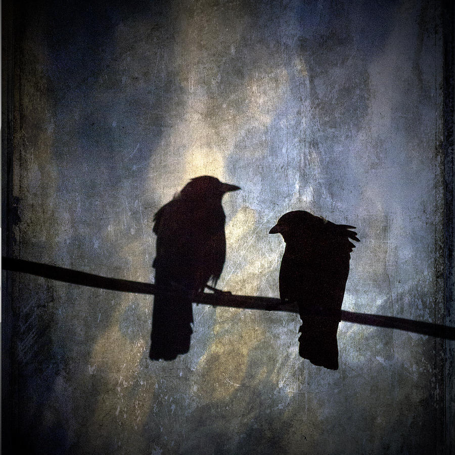 Bird Photograph - Crows and Sky Reflections by Carol Leigh