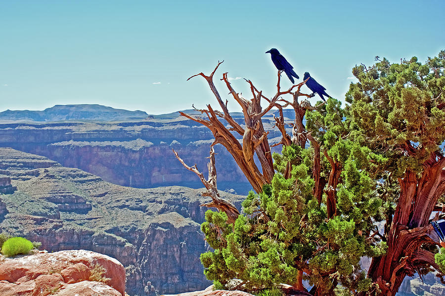 Crows at Guano Point in Grand Canyon West, Arizona  Photograph by Ruth Hager