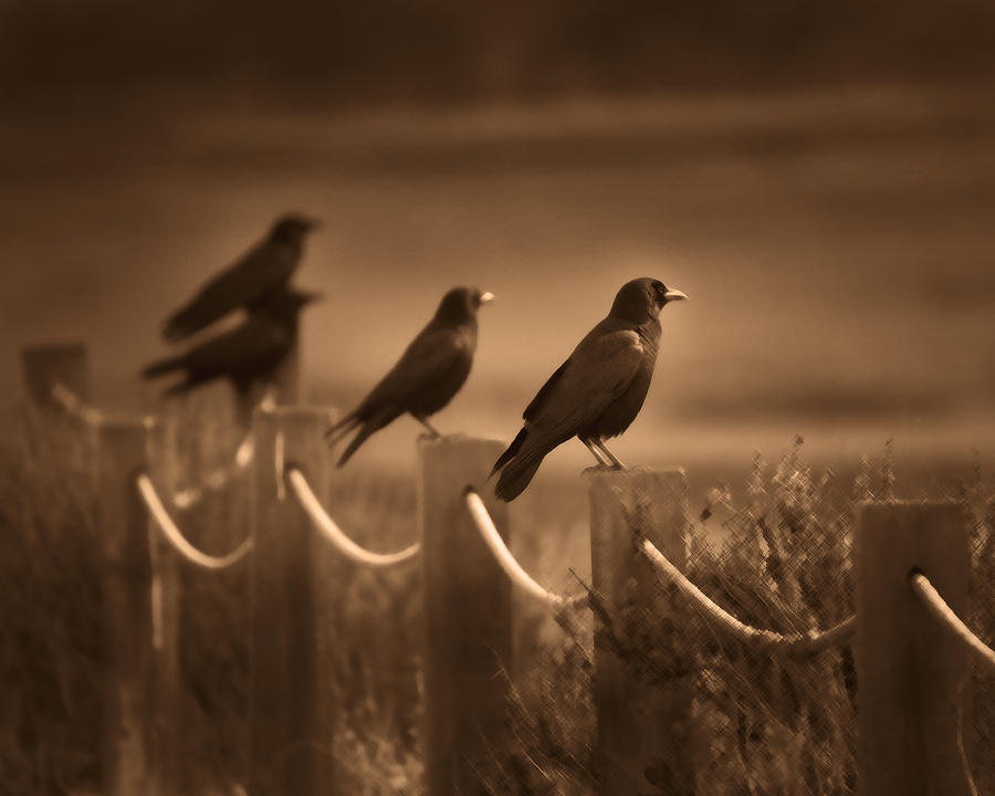 Crows Photograph by Dusty Wynne