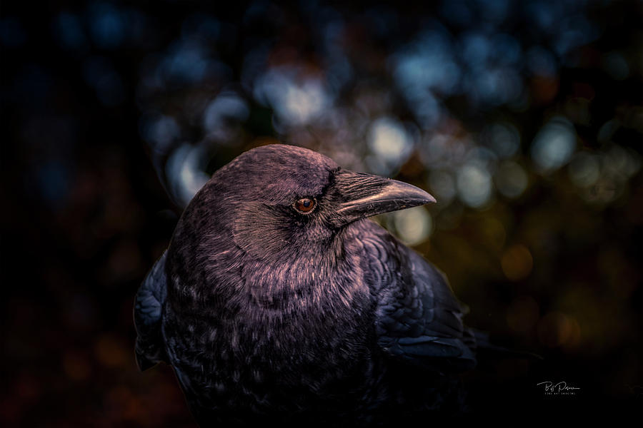 Crows eye view Photograph by Bill Posner