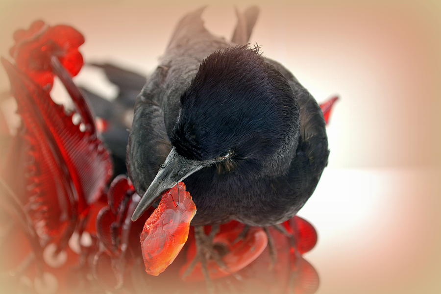 Crows Feast Photograph by Lori Seaman