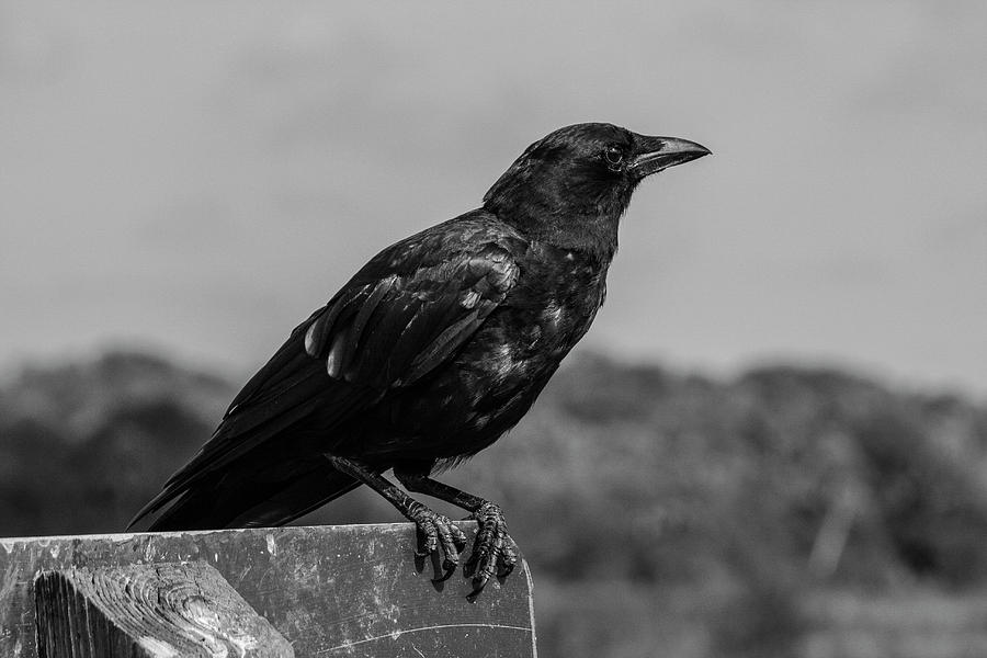 Crows Feet Photograph by Robert Wilder Jr