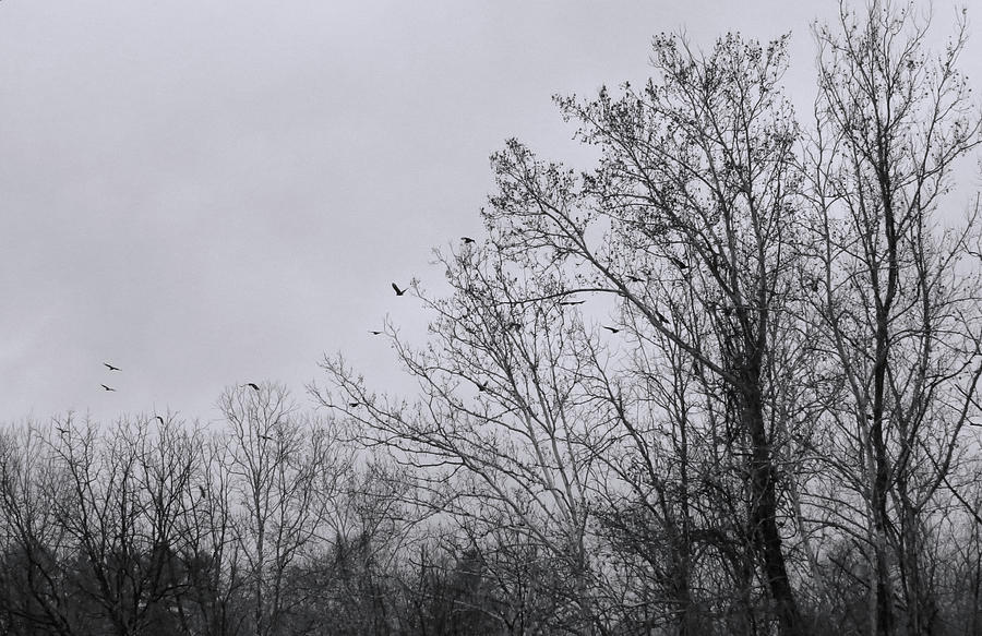 Crows flying from a roost Photograph by Denise Beverly